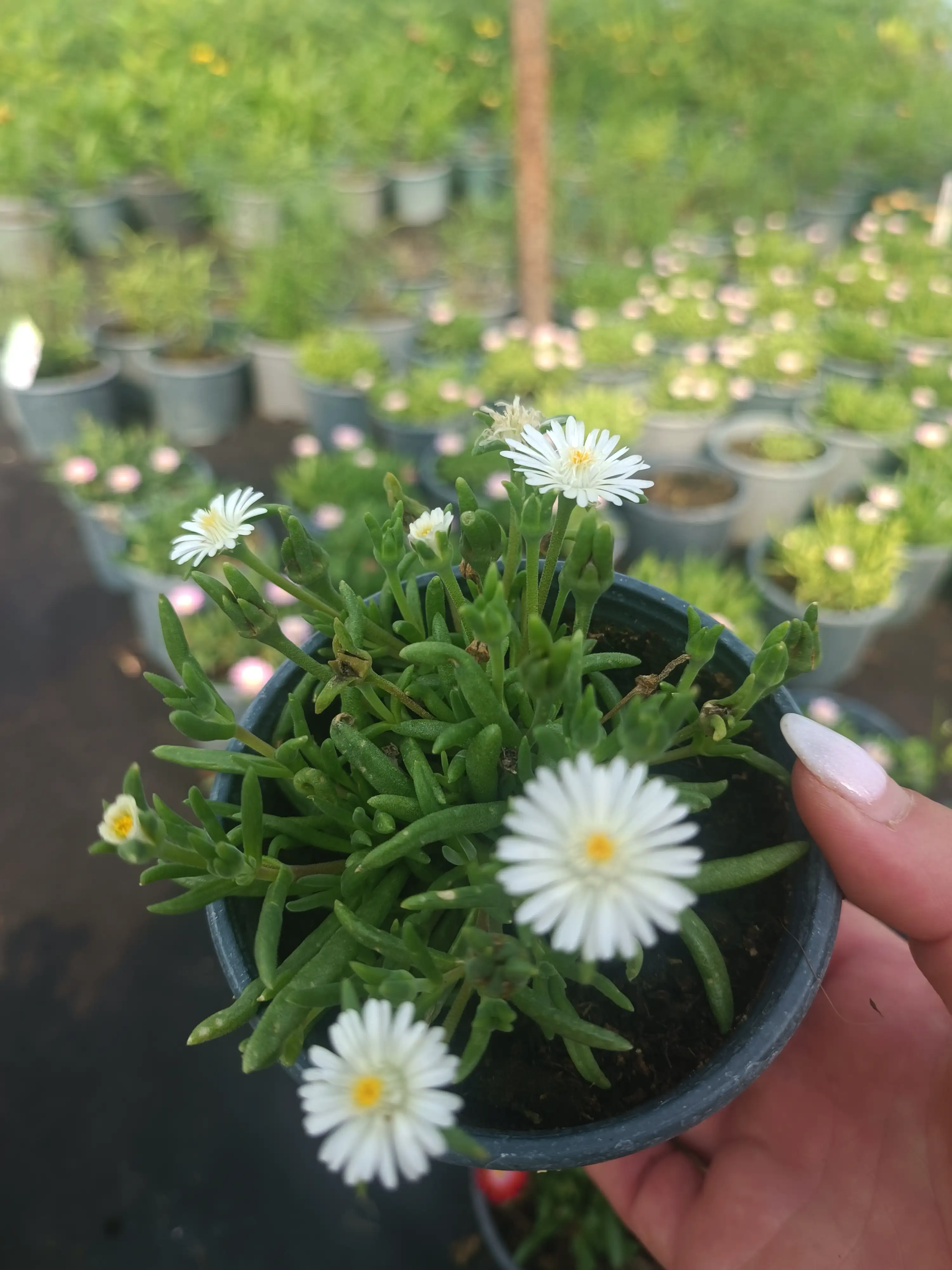 Делосперма Jewel of Desert Moon Stone в горщику р.10