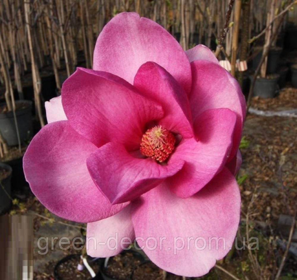 Магнолія 'Клеопатра' (Magnolia 'Cleopatra') 140-200 С7.5
