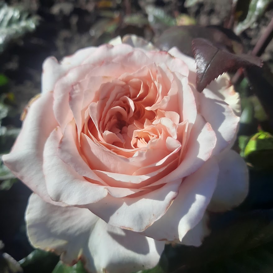 Кантрі Спіріт Романс — Country Spirit Romance