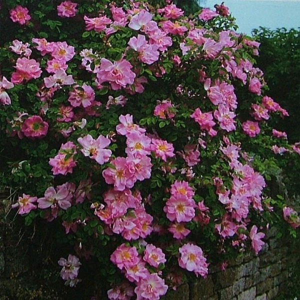 Маргаріт Хіллінг — Marguerite Hilling (Pink Nevada)