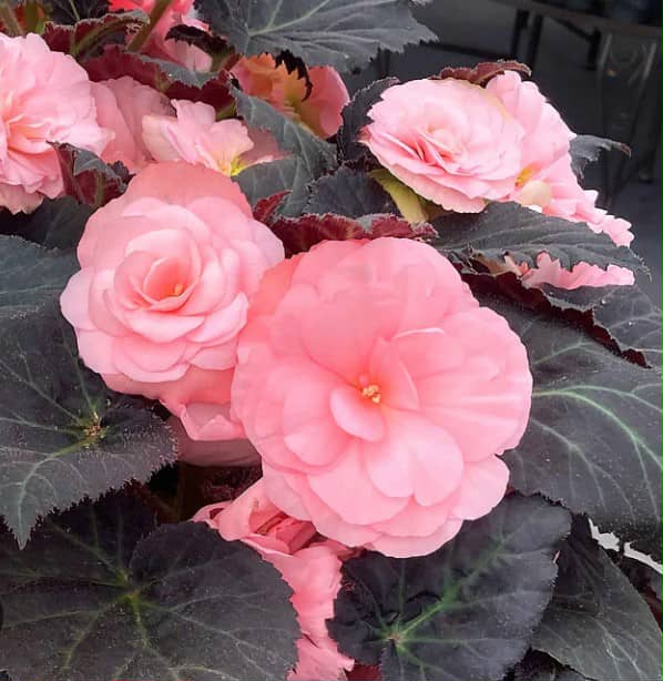 Бегонія Tuberhybrida Nonstop Mocca Light Pink Shades (касетна розсада)