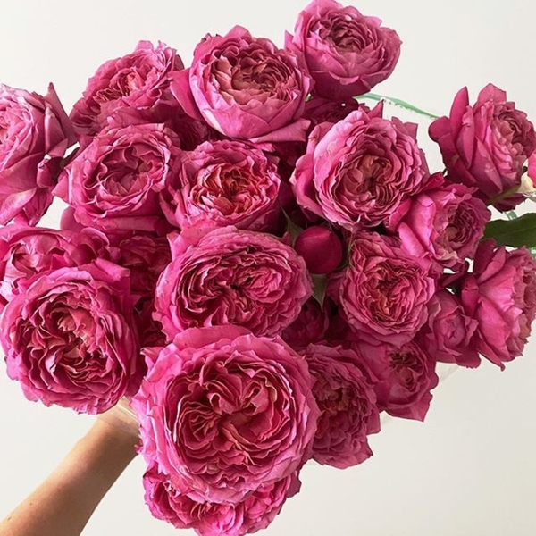 Джульєтта Серіз — Julieta Cerise