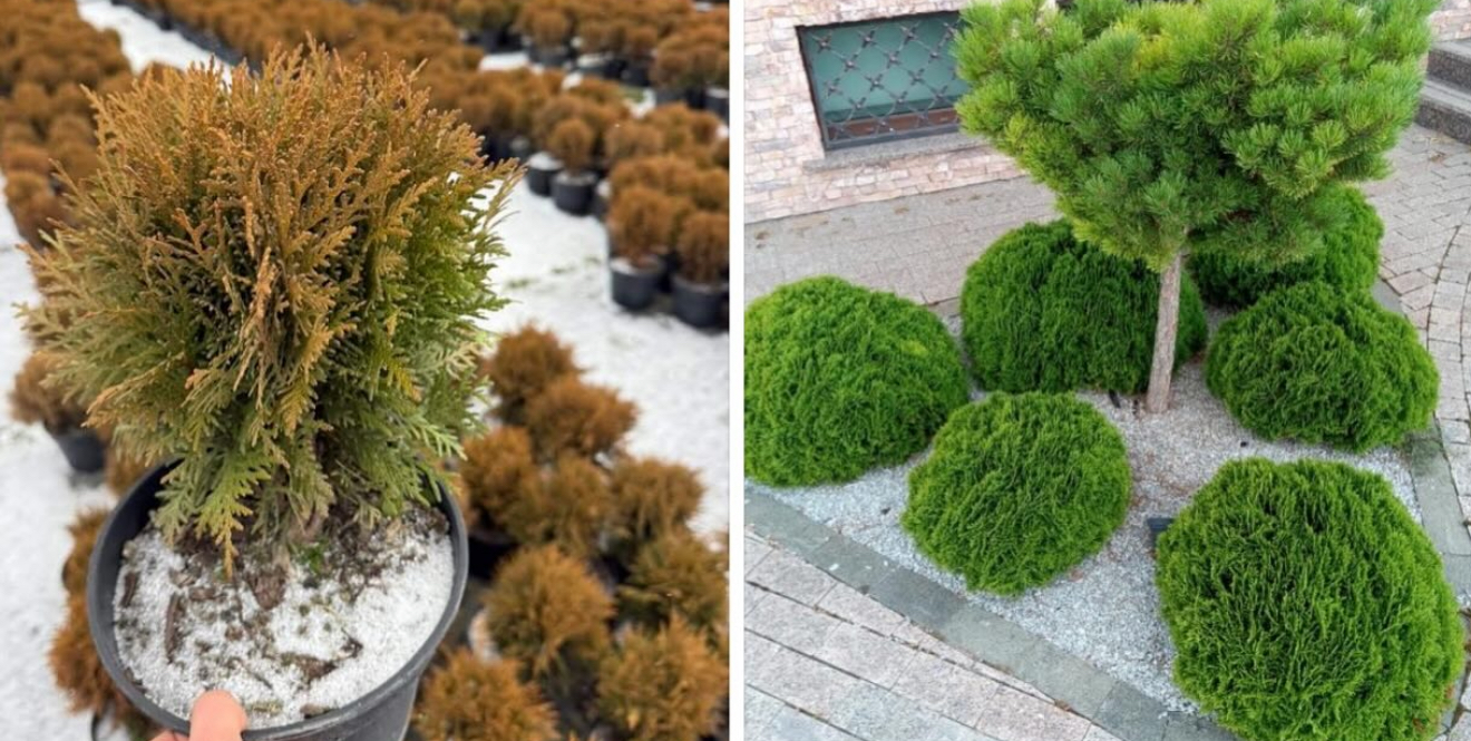 Туя Даніка 3 л