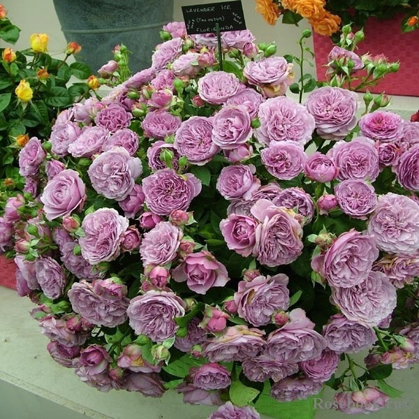 Левендер Айс — Lavender Ice