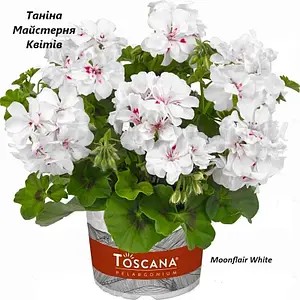 Пеларгонія ампельна білого кольору Moonflair White (касетна розсада)