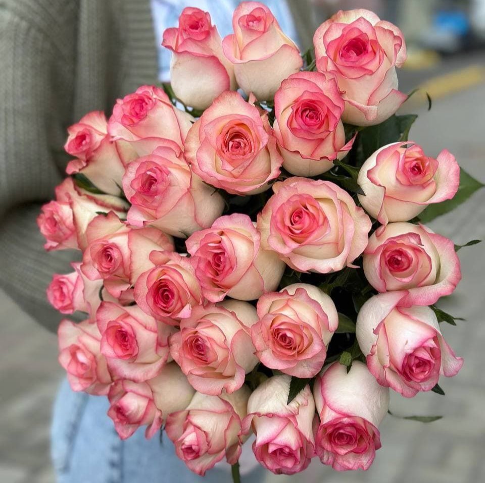 Джумілія (Jumilia)