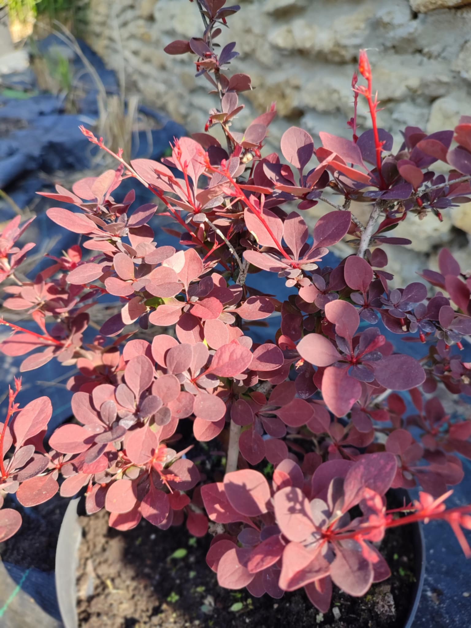 Барбарис "Atropurpurea"
