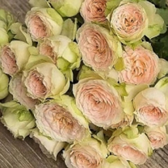 ПАВЛОВА (Pavlova)