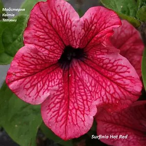 Петунія Surfinia Hot Red (касетна розсада)