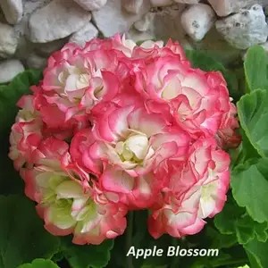 Пеларгонія розебудна Apple Blossom (касетна розсада).