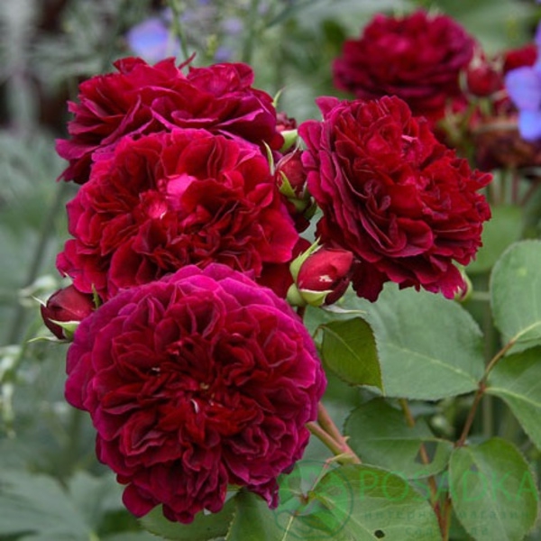 Традескант — Tradescant