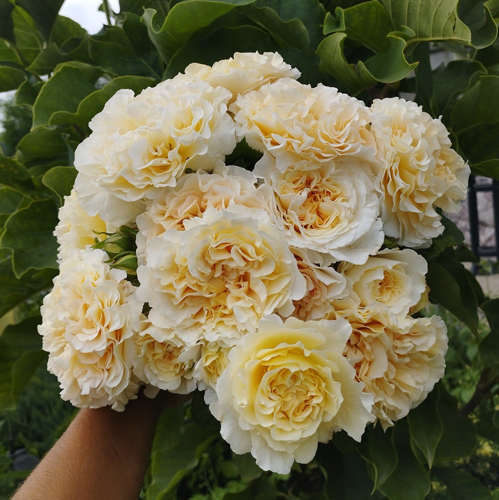 Міс Файн (Miss Fine)