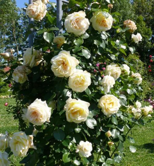 Шнеєвальцер (Schneewalzer)