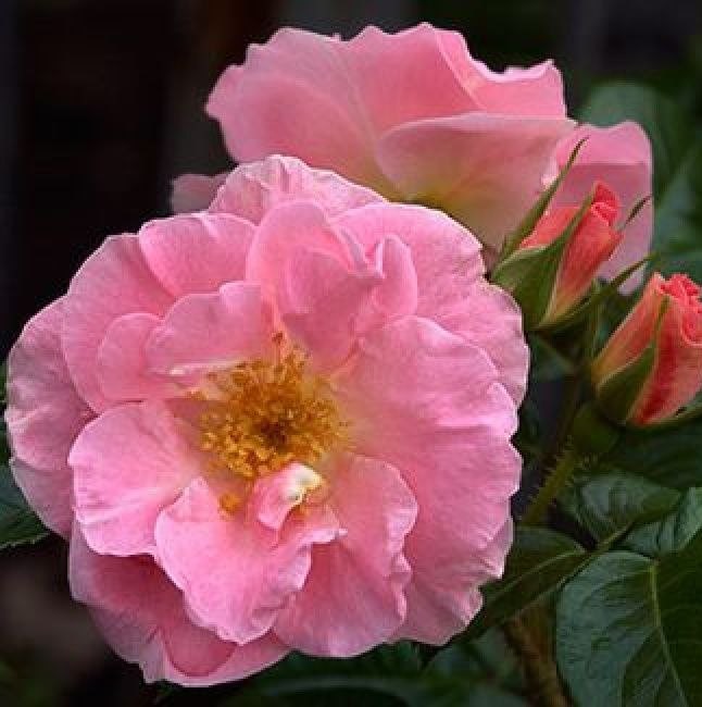 Пінк Робуста (Pink Robusta)