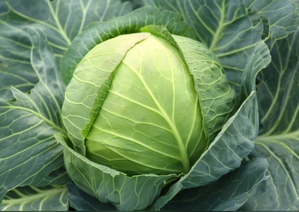 Капуста бірюза 20 г