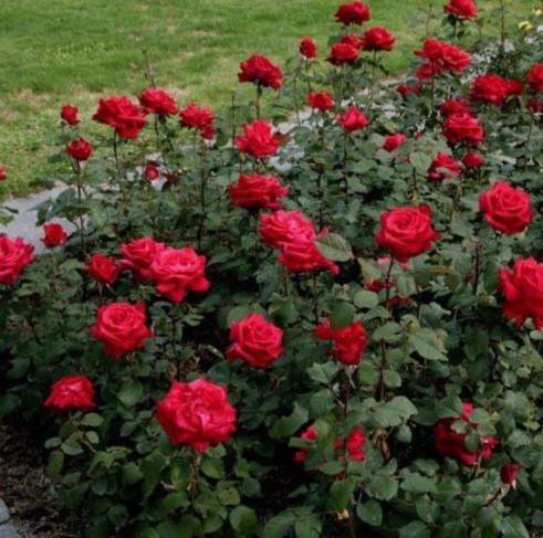 Гранд Аморе (Grande Amore)