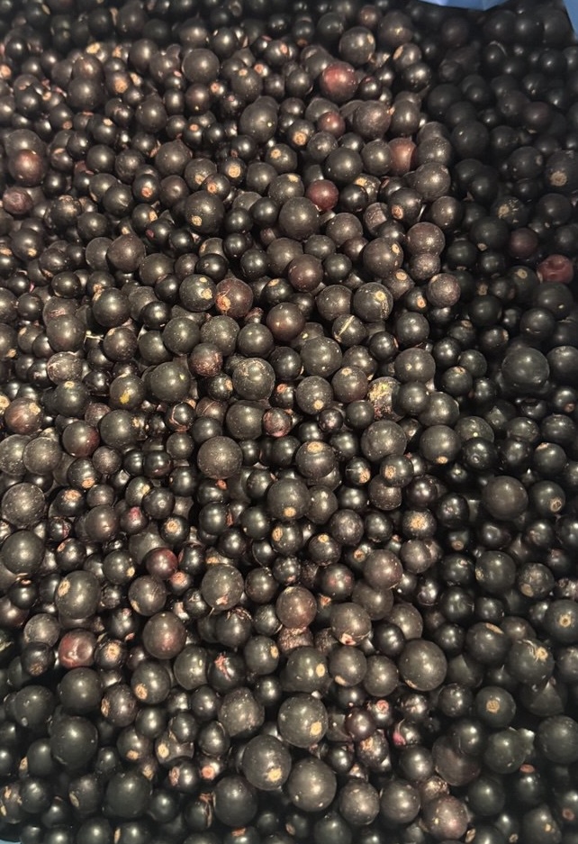 Frozen Black Currant