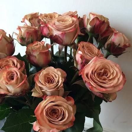 Капучіно (Cappucino)