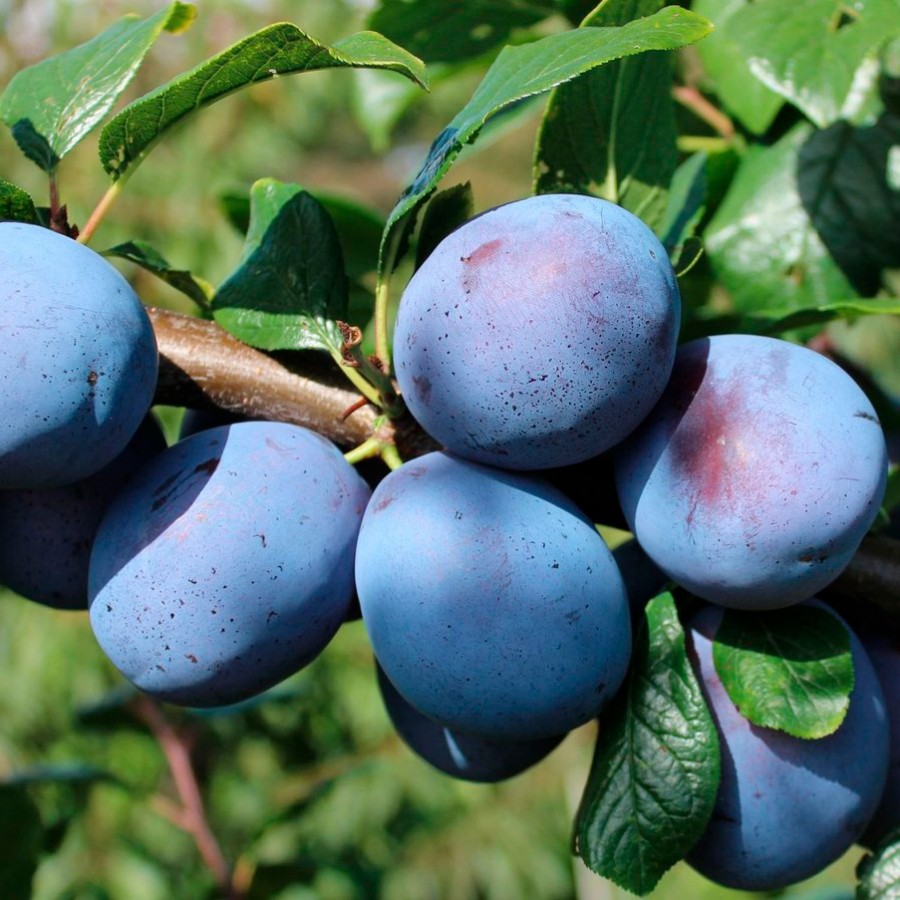 Слива Топ Хіт