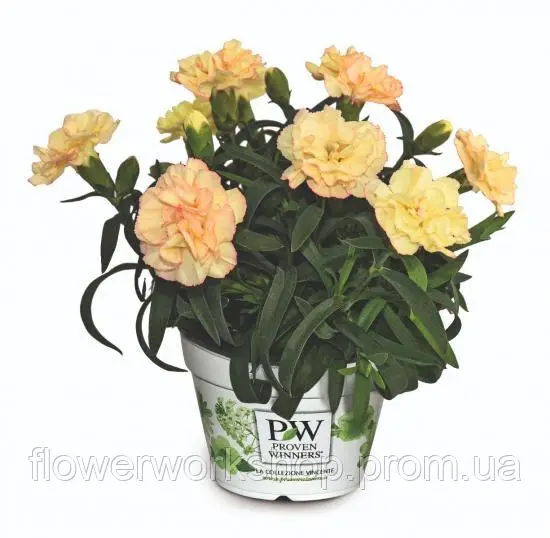 Гвоздика Pinocchio Sole (касетна розсада)