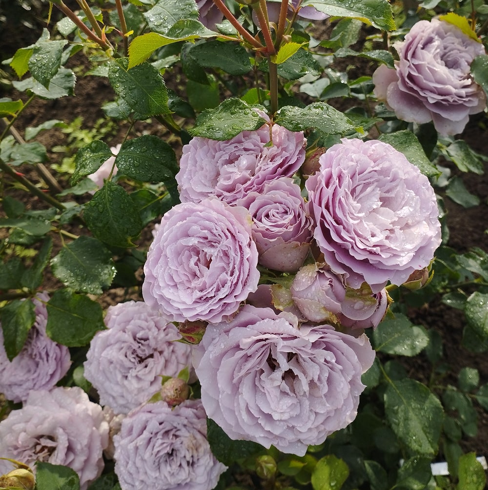 Принцеса Каорі (Princess Kaori)