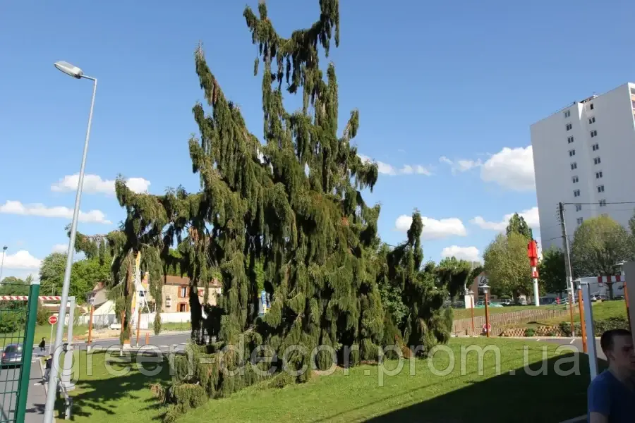 Кедр Гімалайский Пендула Cedrus deodara Pendulaа h120
