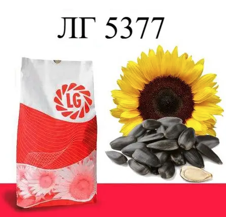 Насіння соняшнику ЛГ 5377 Limagrain, насіння високоврожайного соняшнику Лімагрейн