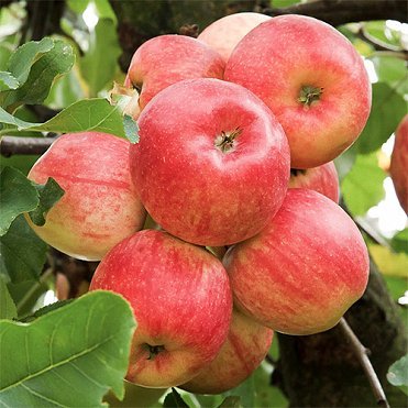 Яблуня Беліда