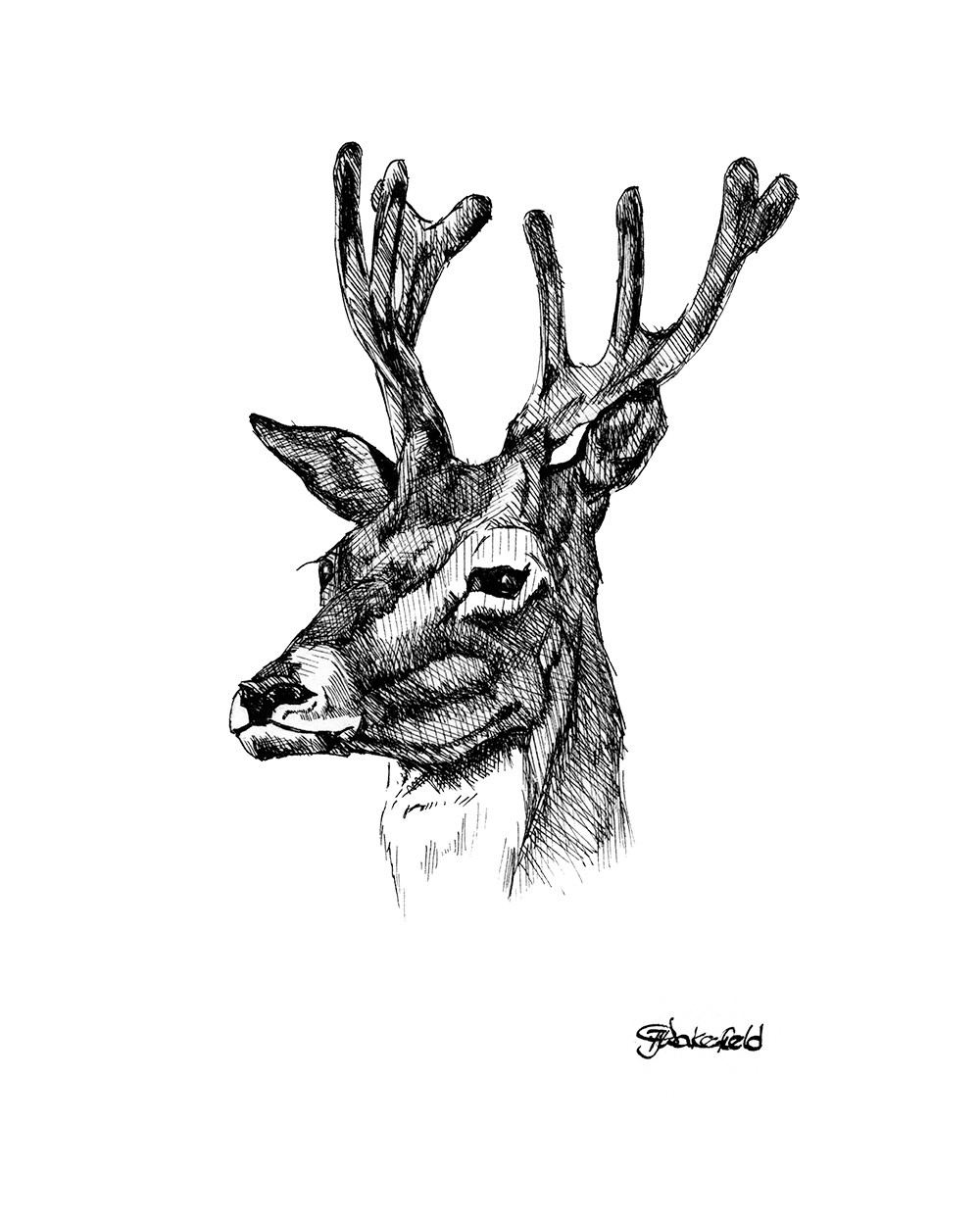 Deer