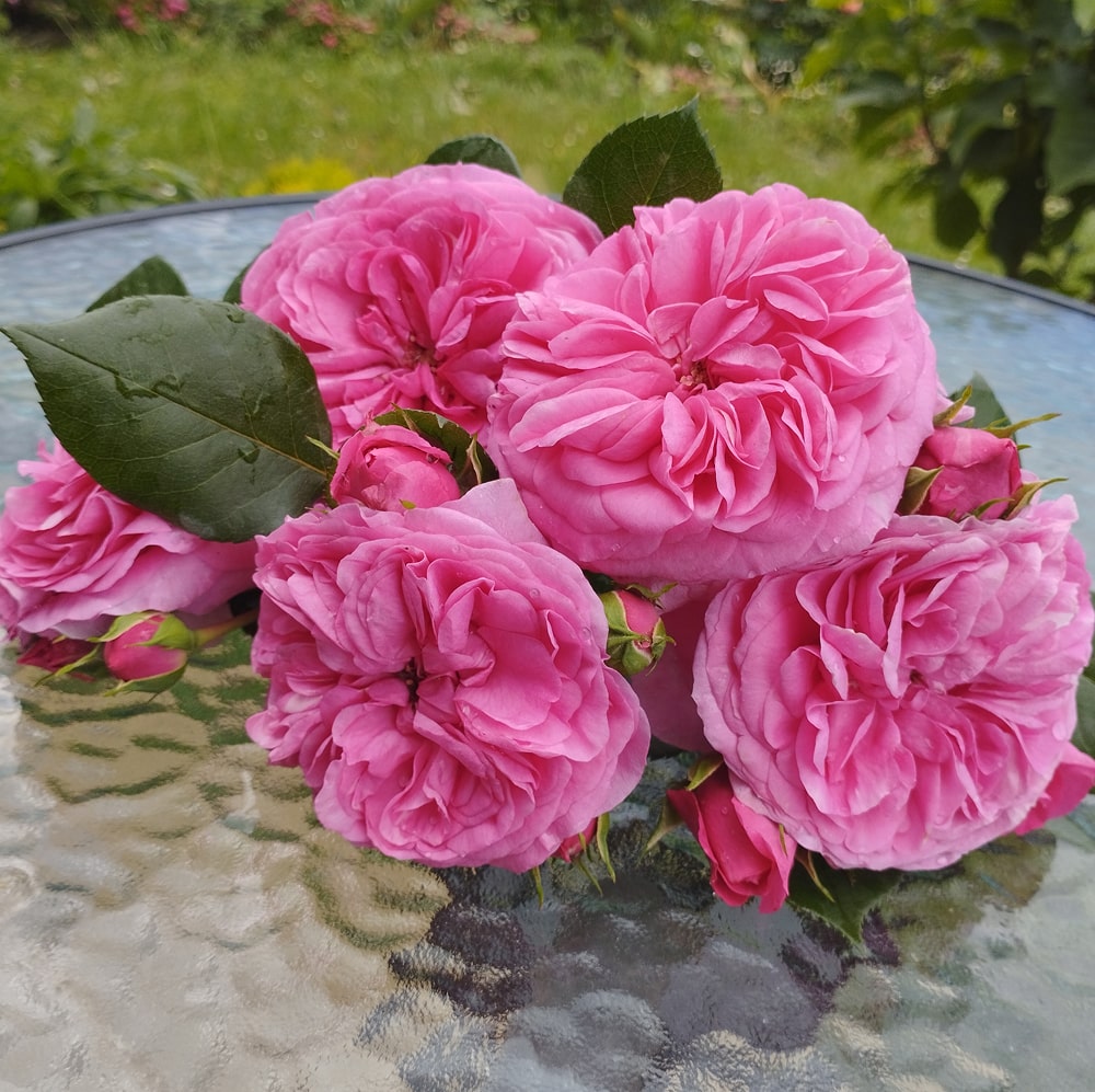 Баронеса (Baronesse)