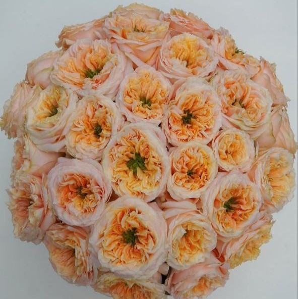 Мелон Експрешн (Melon X-Pression)