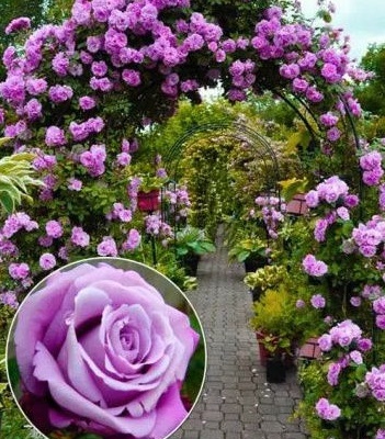 🌹 Троянда плетиста "Блю Мун"