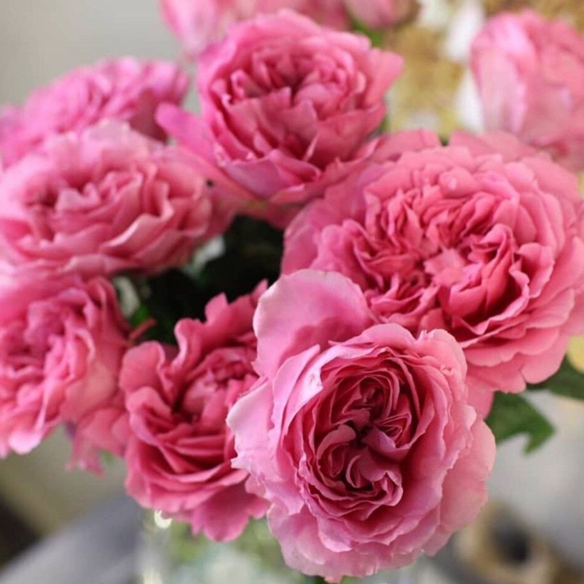 Принцеса Мейко (Princess Meiko)