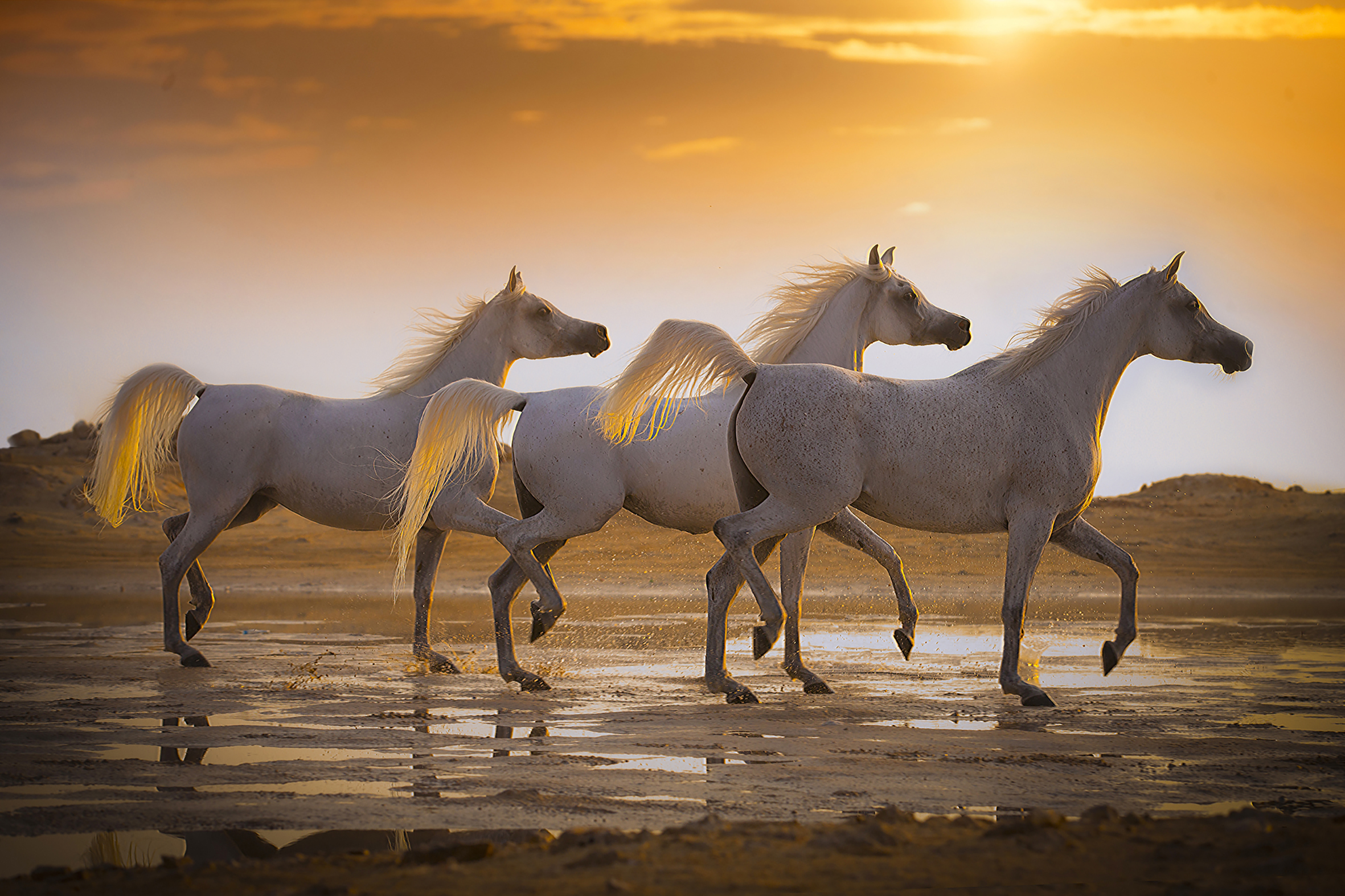 Al Waab Mares at sunrise