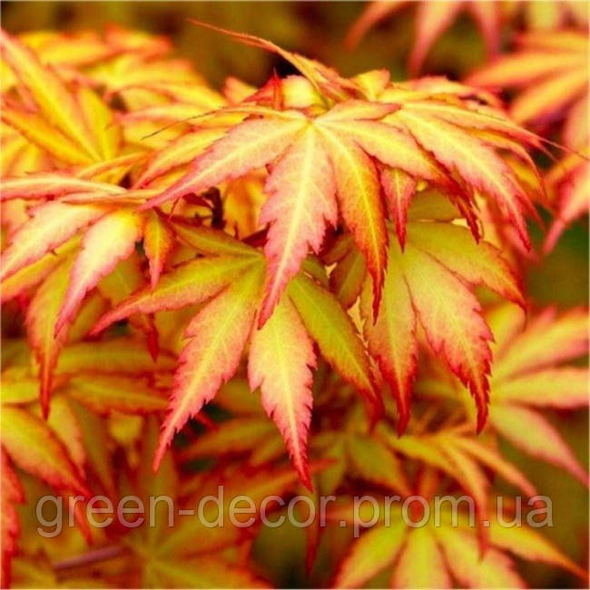Клен віяловий пальмовий Оранж Дрім. (Acer palmatum Orange Dream)/ h80