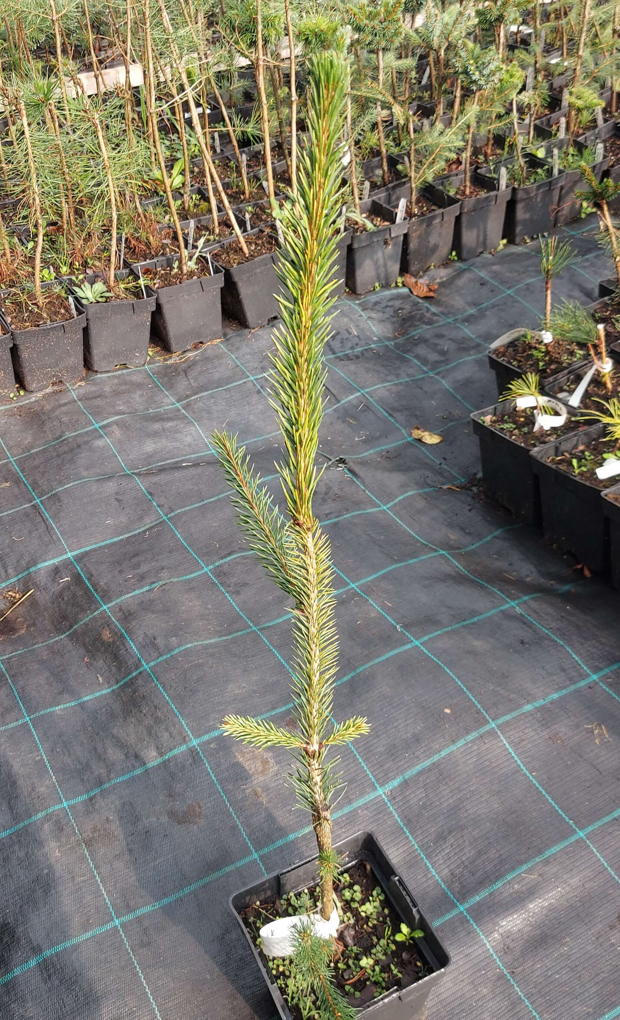 Ялина звичайна 'Ауреа Ванк Голд' (Picea abies 'Aurea Vanc Gold')