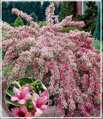 🌺 Вейгела квітуча Nana Variegata (Вейгела "Нана Варієгата")