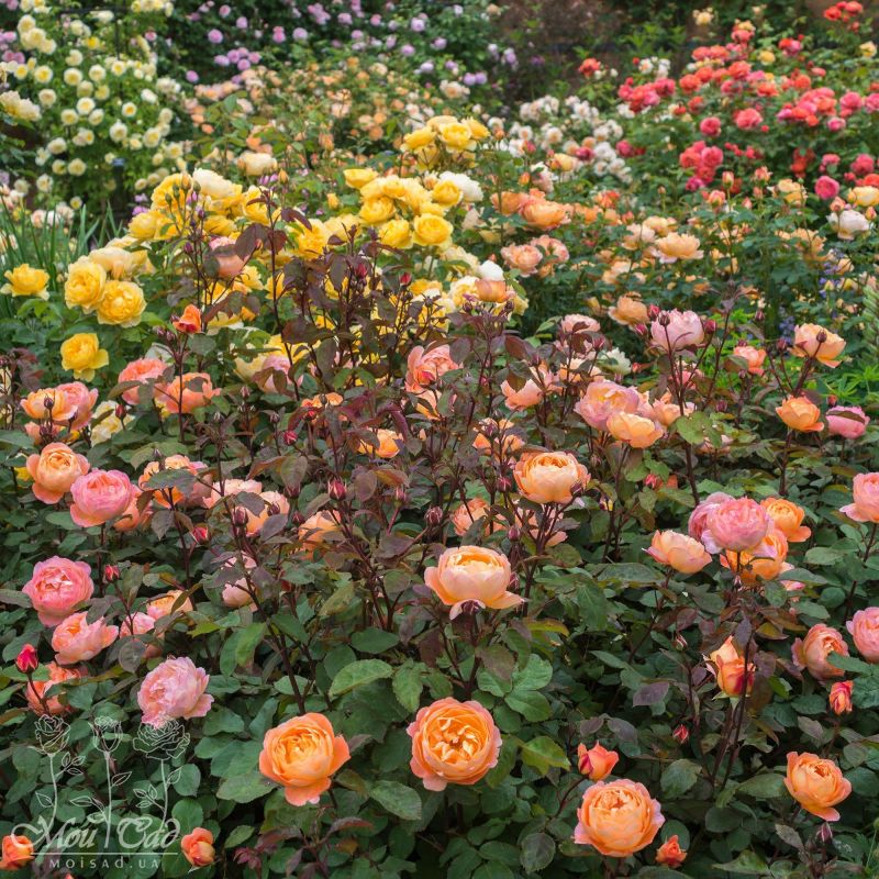 Lady Emma Hamilton — Леді Емма Гамільтон