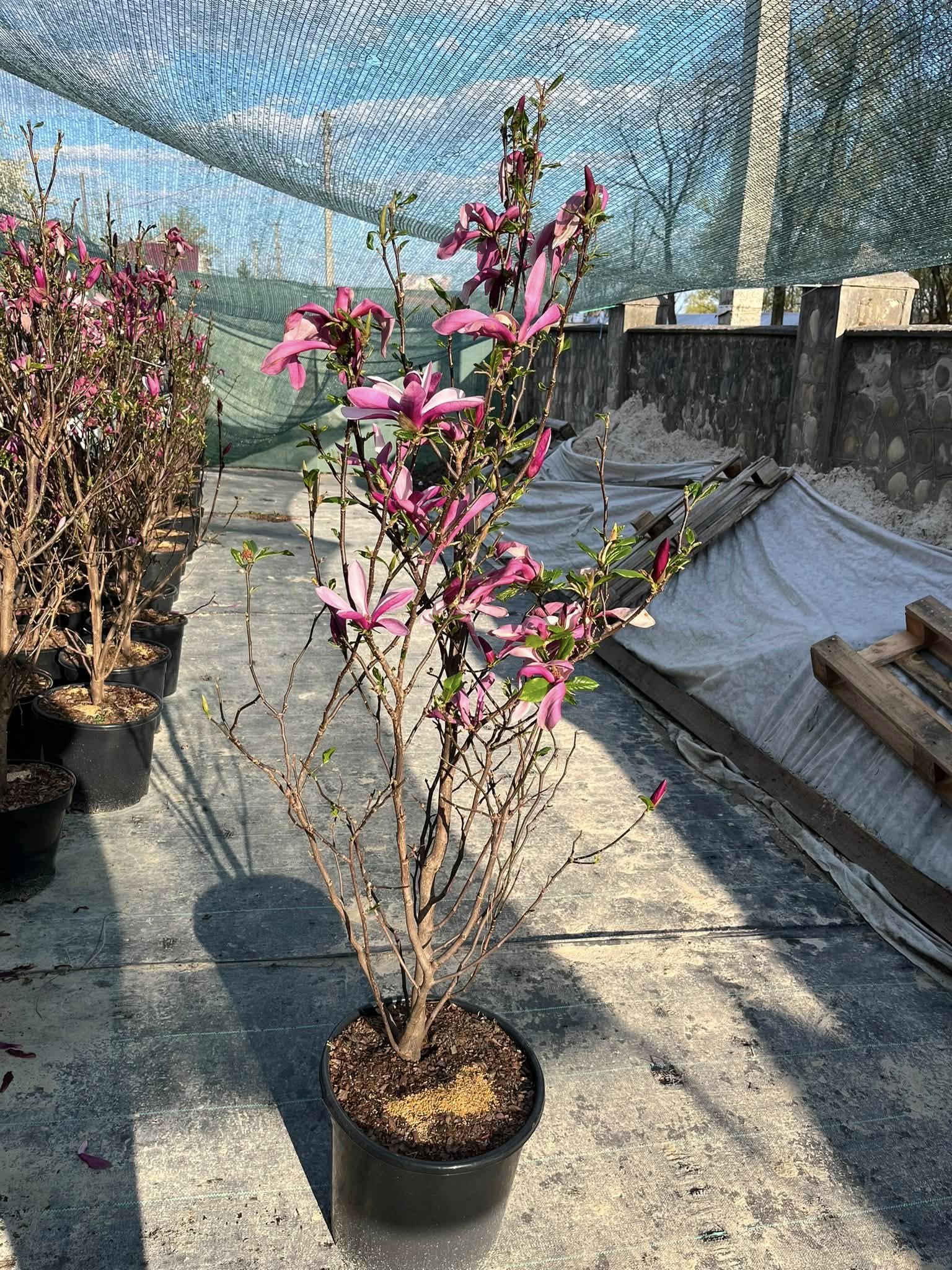 Магнолія 'Сюзан' (Magnolia 'Susan')