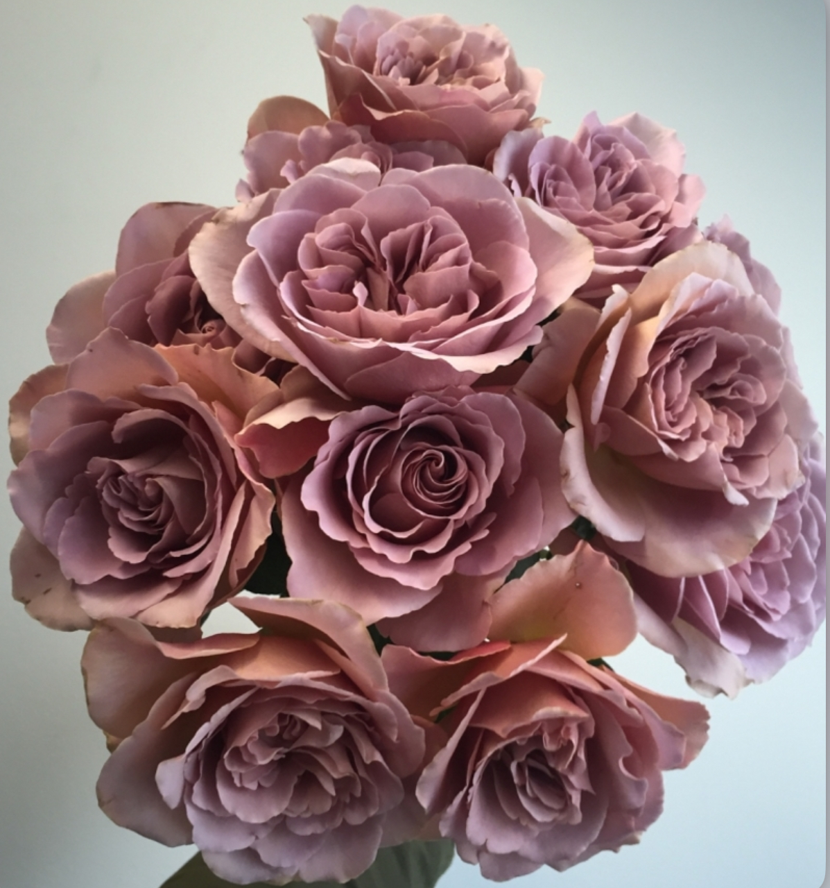 Троянда кафе лате 2р.(ЗКС)