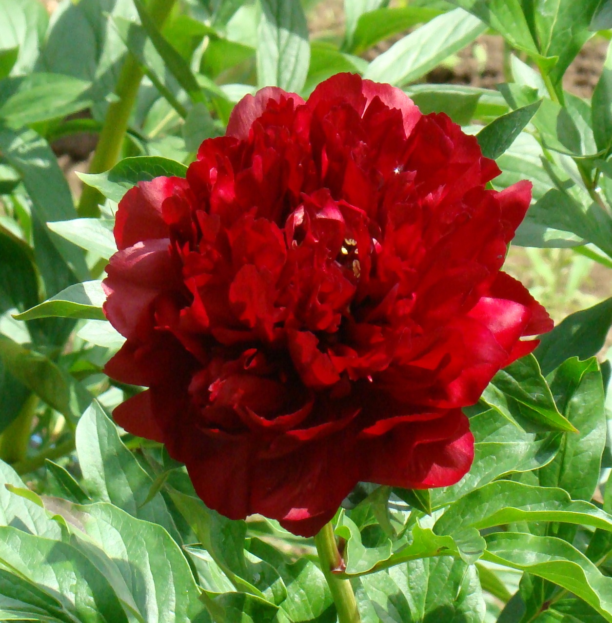 Chempion (Чемпіон)