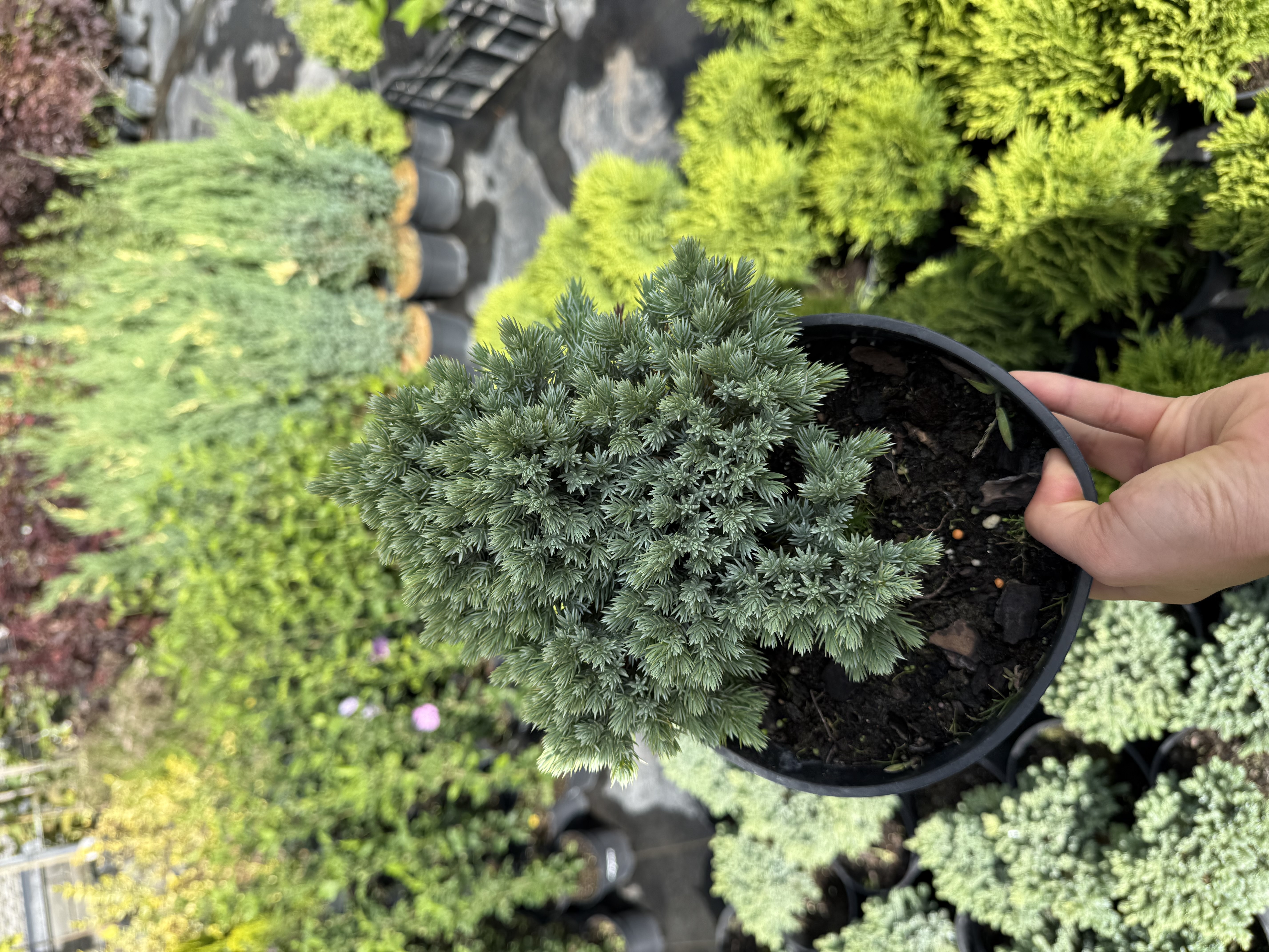 Ялівець карликовий блю стар 2 л