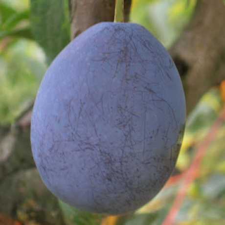 Слива Джойо