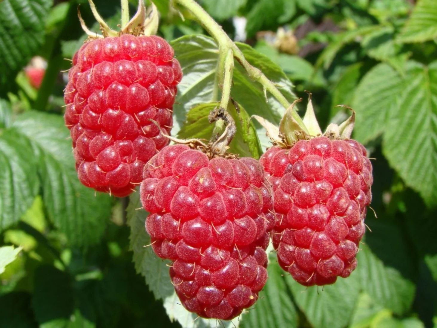 Малина Марастар