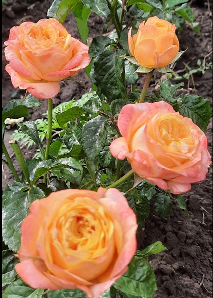 Амбер Сан — Amber Sun