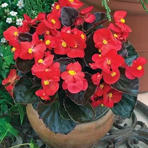 Бегонія вічноквітуча Semperflorens New Globe Scarlet (касетна розсада).