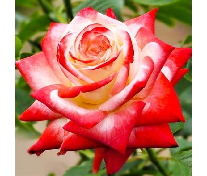 Троянда чайно-гібридна Імператриця Фара