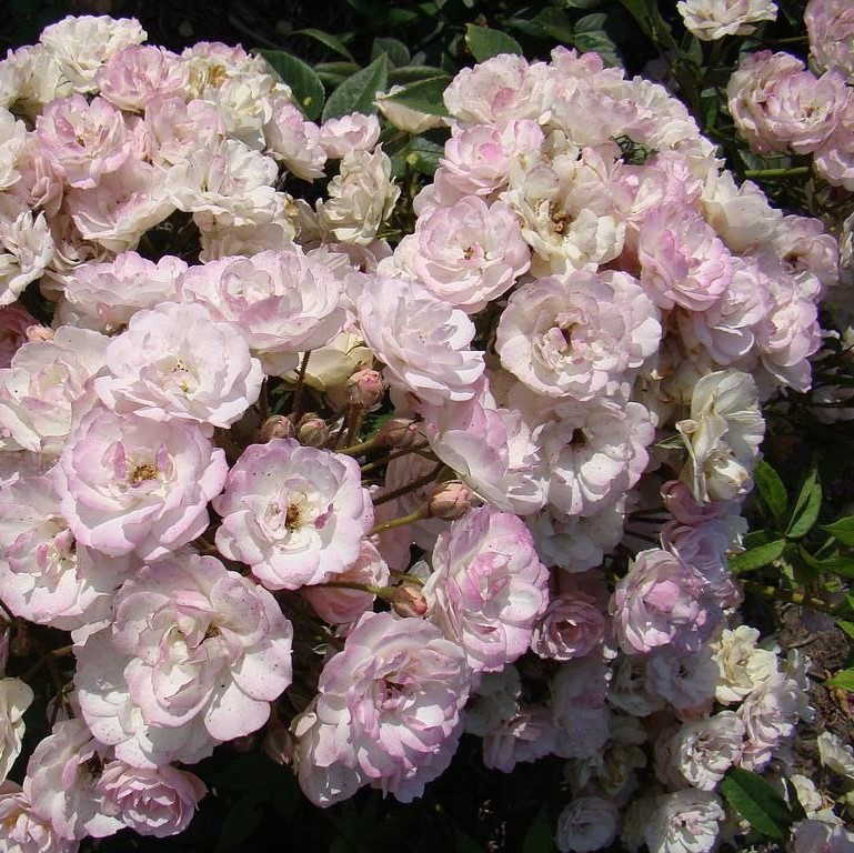 Петіт Де Тер Франш (Petite De Ter Franche)