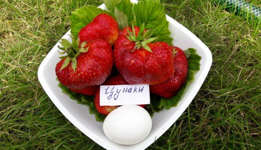 Цунакі 10 шт