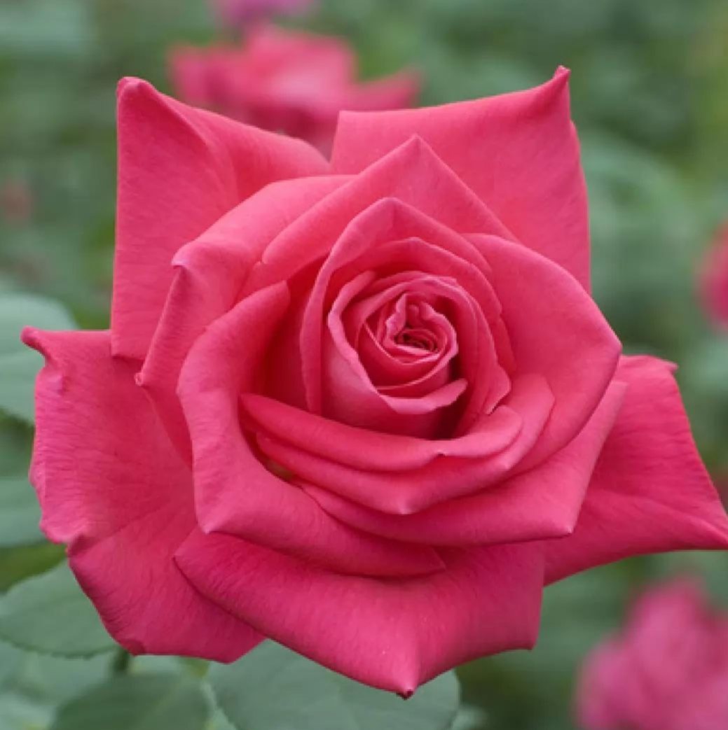 Лоліта Лемпіка (Lolita Lempicka)